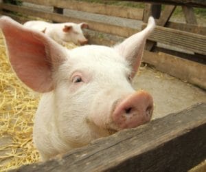 Rośnie produkcja wieprzowiny