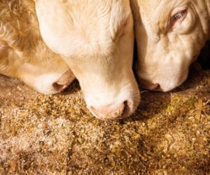 Rośnie zużycie wysokobiałkowych surowców paszowych