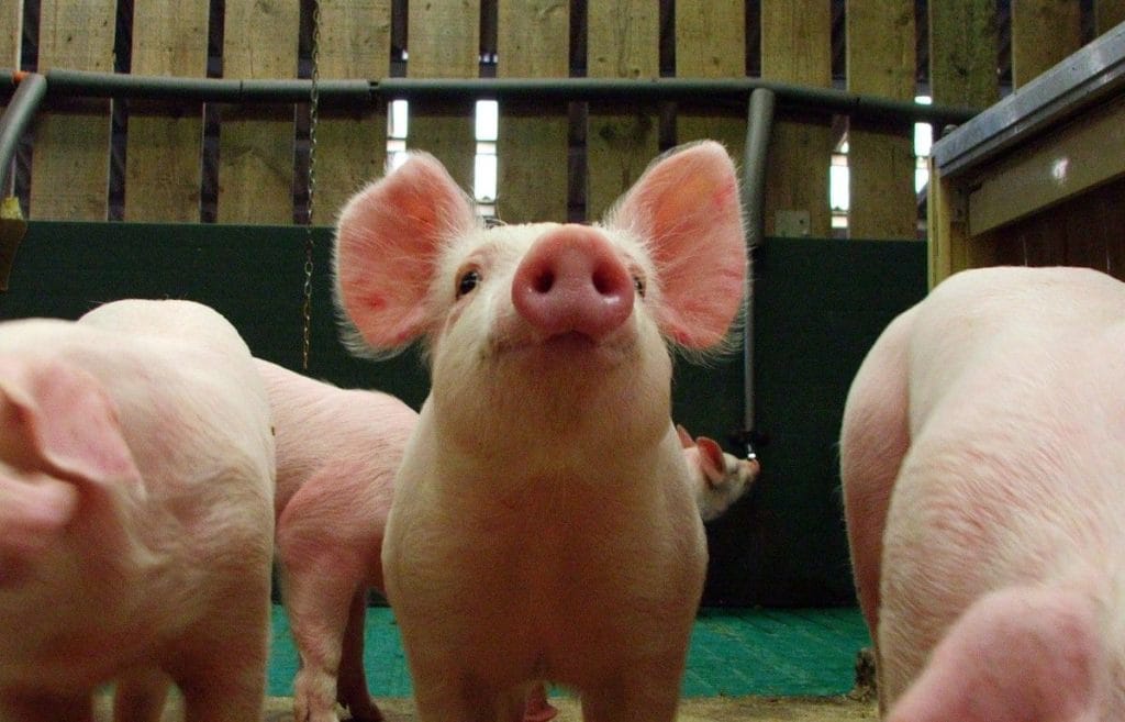 900 tys. zł na rozwój prosiąt