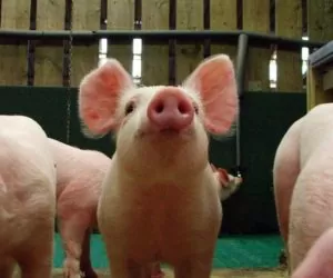 Prawie milion na rozwój produkcji prosiąt!