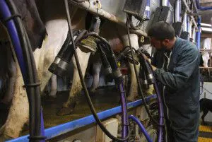 Pomoc dla producentów mleka