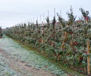 Trwają rozmowy o&nbsp;wysokości dopłat do ubezpieczeń upraw