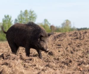 Przygotowano specjalne studia odnośnie szacowania szkód