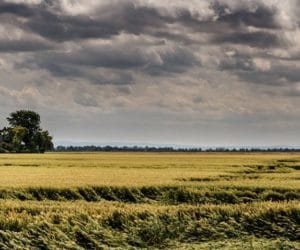 Na co narażone są uprawy?
