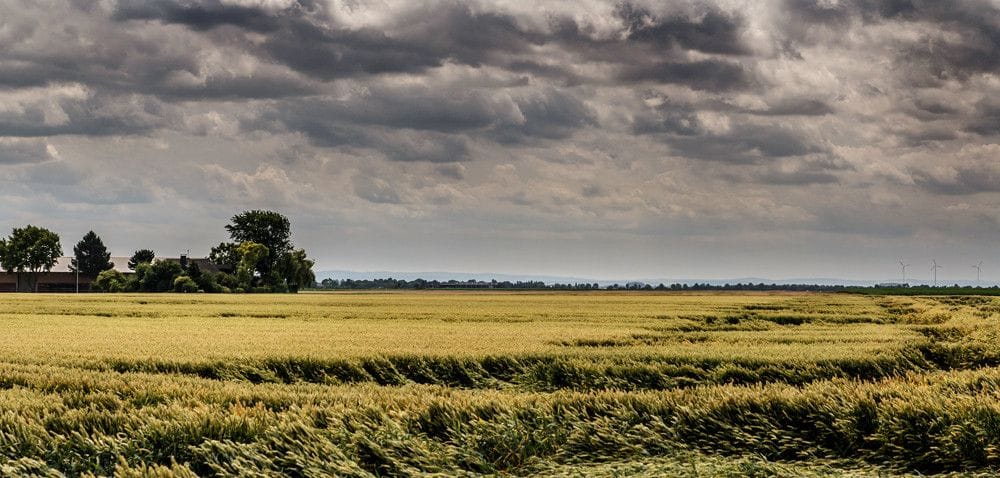 Zarządzanie ryzykiem w&nbsp;rolnictwie: na co narażone są uprawy?