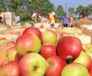 Sadownicy nie chcą płacić 5% podatku VAT
