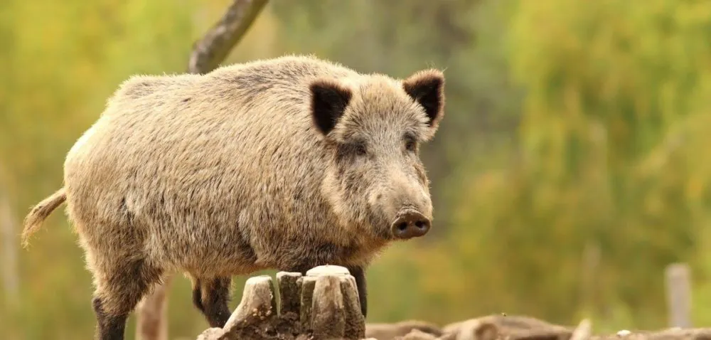 Dzik jednym z tematów warsztatów zootechnicznych