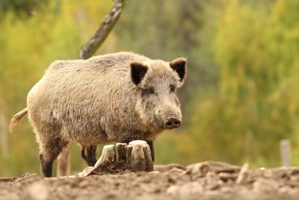 Dzik jednym z tematów warsztatów zootechnicznych