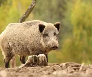 Dzik jednym z tematów warsztatów zootechnicznych