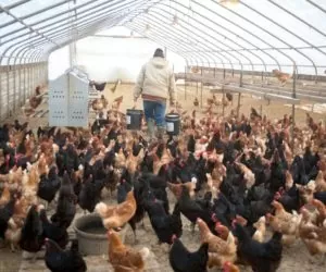 Zużycie śruty wysokobiałkowej coraz większe