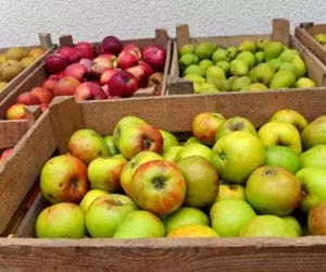 Wyniki owocowego eksportu na minusie