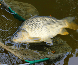 Specjalne szkolenie dla hodowców karpi