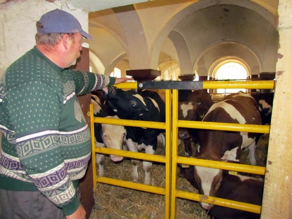 Kary za przekroczenie kwoty mlecznej