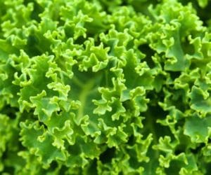 Jarmuż: źródło witamin odkryte na nowo