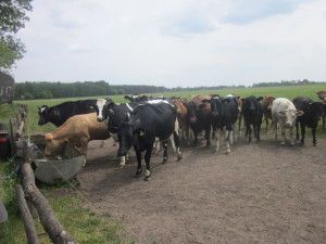 Odporność w stadzie