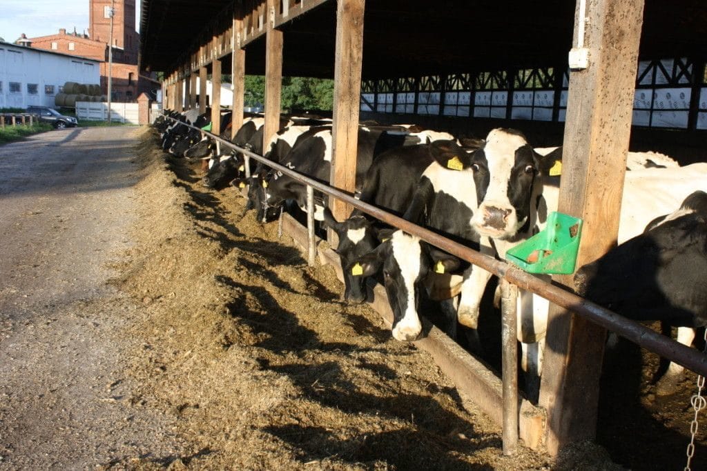 odporność zwierząt