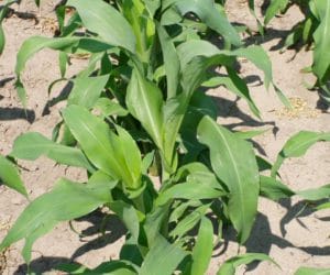 sorgo
