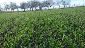 ochrona pszenicy jesienią