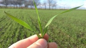 jesienna ochrona pszenicy