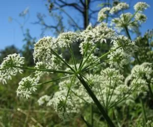 Środowisko bez barszczu Sosnowskiego