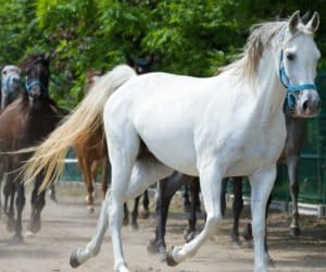 Sukces polskich koni czystej krwi arabskiej