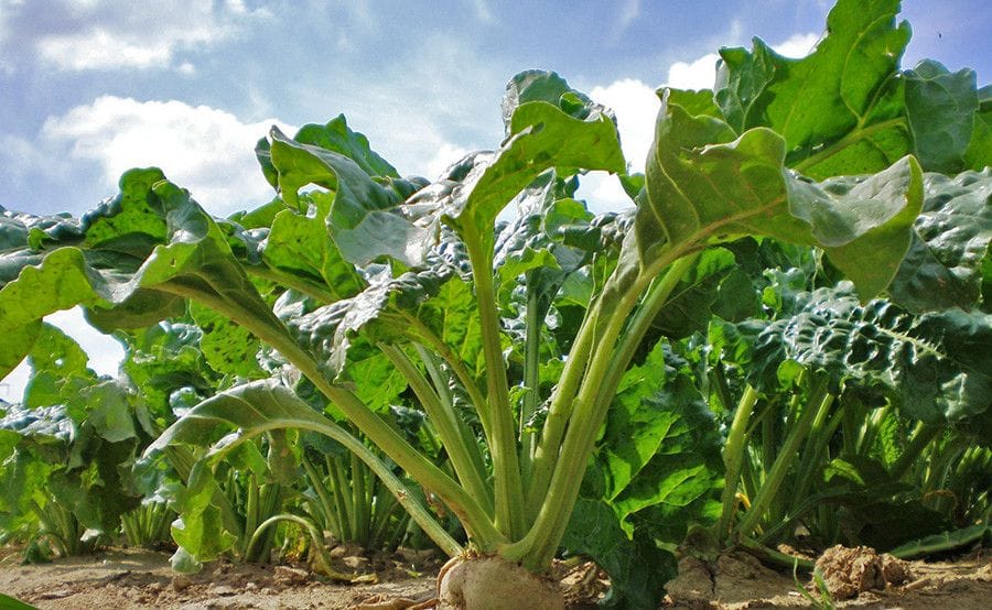 Zbiory buraków niższe niż przed rokiem