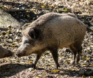 Izby Rolnicze omawiają problemy szkód łowieckich
