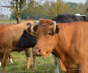 Dekornizacja bydła – przyczyny i&nbsp;metody