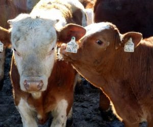 Eksport mięsa wołowego: lepiej tuczyć niż wywozić