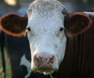 Potwierdzono obecność wąglika w&nbsp;Wielkiej Brytanii