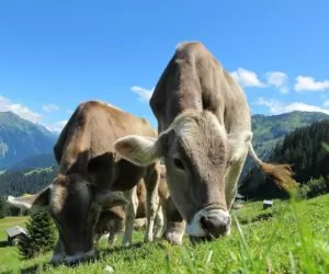Konferencja o&nbsp;karkonoskiej wołowinie już za nami