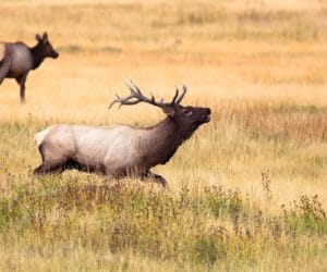 Organizacje przyrodnicze chcą zakazu polowań zbiorowych
