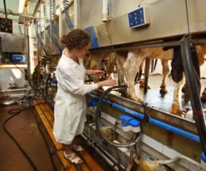 Nabór wniosków „Modernizacja gospodarstw rolnych” zakończony