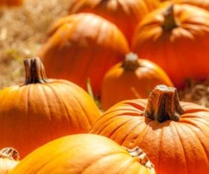 Dynie: biznes w&nbsp;pigułce