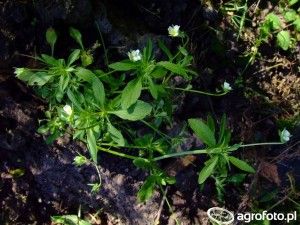 fiolek-polny_80695_464_457421