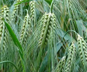 Licencje w&nbsp;eksporcie i&nbsp;imporcie