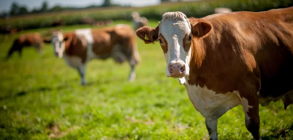 Aktywność dobowa krowy: o czym mówi jej wzrost?