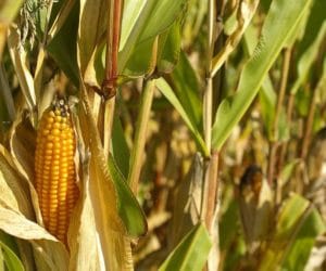 Nowelizacja ustawy o&nbsp;GMO – zakaz czy furtka do uprawy GMO?