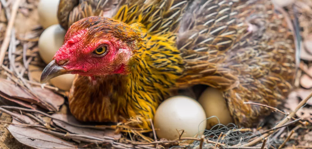 Jak oszukać kury, by niosły więcej jaj?