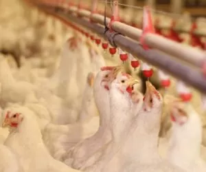 Eksport drobiu: polskie kurczaki dla Tajwańczyków?