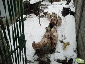 przydomowy chów kur