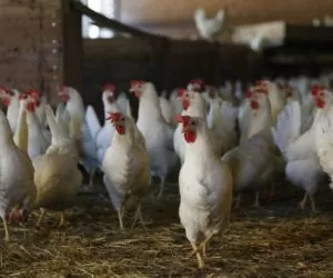 Niebezpieczna niemiecka skubarka drobiu