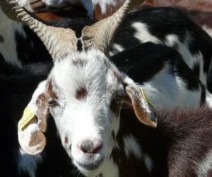 Gorączka Q (query): jak rozpoznać, jak leczyć?