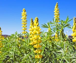 Jaka jest przyszłość polskiego programu białkowego?