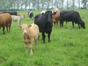 odporność to podstawa