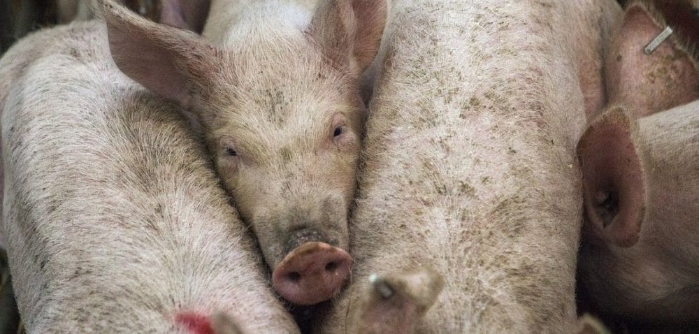 Niskie ceny trzody utrzymają się do końca roku