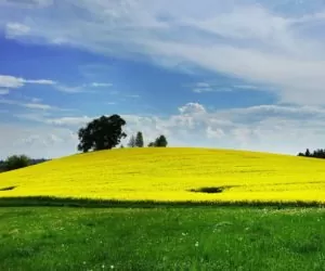 Dotacje PROW a&nbsp;scalanie gruntów rolnych