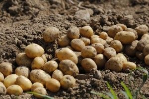 zbiory ziemniaków / punkty dla młodego rolnika