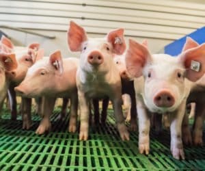 Każdy sobie, czyli niewydajna hodowla trzody