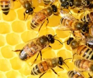 Który miód jest najlepszy?